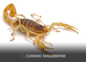 prefeitura-promove-semana-estadual-de-enfrentamento-ao-escorpionismo-em-artur-nogueira-correio-nogueirense