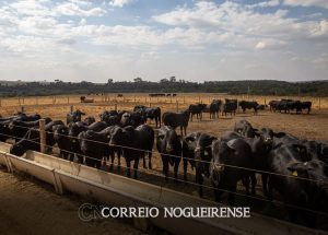 ibge-pecuaria-brasileira-colecionou-recordes-em-2022-correio-nogueirense