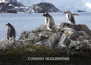 nivel-de-gelo-marinho-tem-baixa-recorde-na-antartida-e-preocupa-correio-nogueirense