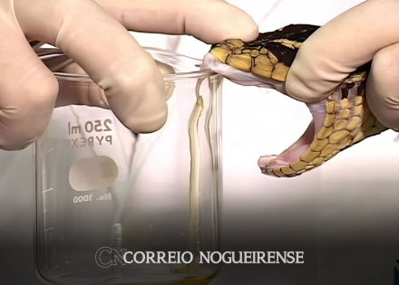 pni-vai-alem-de-vacinas-e-inclui-ate-soros-antiofidicos-correio-nogueirense