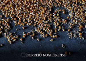 ucrania-diz-que-ira-processar-polonia-hungria-e-eslovaquia-por-proibicoes-de-importacao-de-alimentos-correio-nogueirense