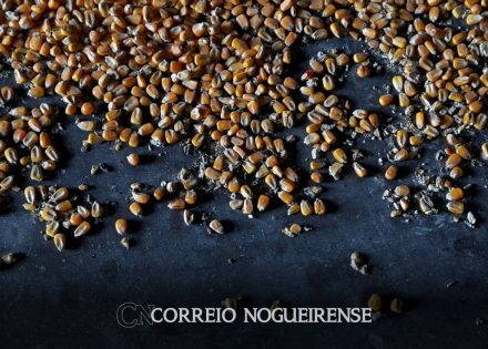 ucrania-diz-que-ira-processar-polonia-hungria-e-eslovaquia-por-proibicoes-de-importacao-de-alimentos-correio-nogueirense