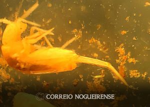 animal-em-extincao-de-1-mm-e-encontrado-apenas-em-caverna-no-para-correio-nogueirense