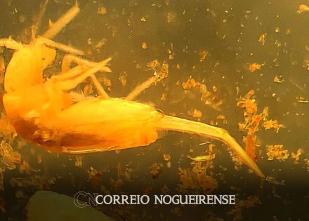 animal-em-extincao-de-1-mm-e-encontrado-apenas-em-caverna-no-para-correio-nogueirense