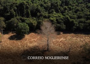 brasil-perde-15-de-florestas-naturais-em-quase-40-anos-diz-mapbiomas-correio-nogueirense