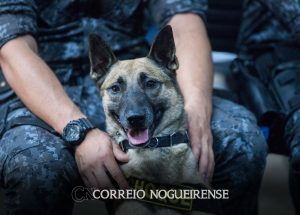 caes-policiais-se-destacam-pelo-desempenho-e-grandes-apreensoes-em-atividades-de-busca-correio-nogueirense