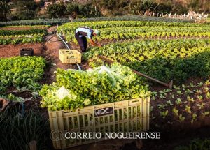 plataforma-do-desenrola-renegociara-dividas-de-agricultores-familiares-correio-nogueirense