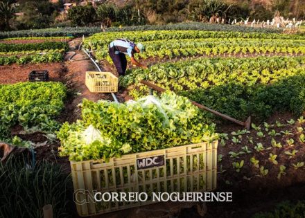 plataforma-do-desenrola-renegociara-dividas-de-agricultores-familiares-correio-nogueirense