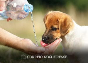animais-tambem-estao-sujeitos-a-estresse-devido-as-altas-temperaturas-correio-nogueirense