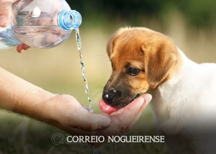 animais-tambem-estao-sujeitos-a-estresse-devido-as-altas-temperaturas-correio-nogueirense