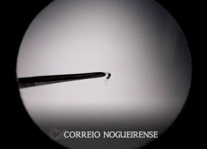 brasil-bate-recorde-de-mortes-por-dengue-em-2023-correio-nogueirense