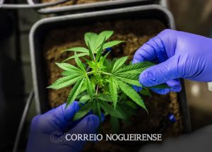 juiz-autoriza-farmacia-de-manipulacao-a-fabricar-produtos-de-cannabis-correio-nogueirense