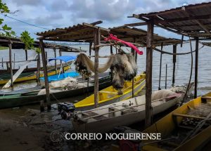 peixe-na-agua-e-rede-vazia-desastre-da-braskem-atinge-pescadores-correio-nogueirense