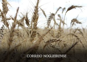 suprimentos-globais-de-alimentos-basicos-em-2024-serao-prejudicados-pelo-tempo-seco-e-restricoes-as-exportacoes-correio-nogueirense