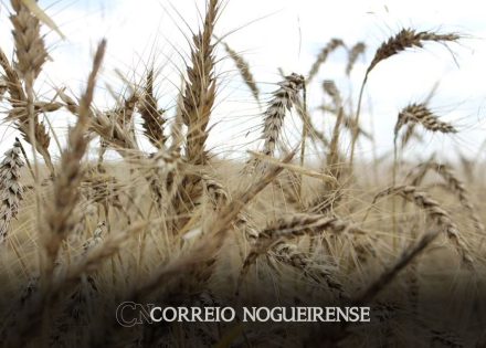 suprimentos-globais-de-alimentos-basicos-em-2024-serao-prejudicados-pelo-tempo-seco-e-restricoes-as-exportacoes-correio-nogueirense