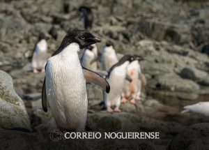 cientistas-analisam-microplasticos-em-fezes-de-pinguins-na-antartica-correio-nogueirense