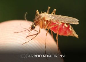 estado-de-sp-tem-dois-registros-de-infeccao-por-malaria-correio-nogueirense