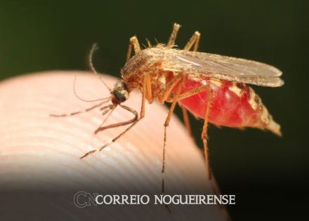 estado-de-sp-tem-dois-registros-de-infeccao-por-malaria-correio-nogueirense