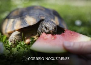 meio-ambiente-saiba-como-garantir-seguranca-de-pets-exoticos-e-silvestres-correio-nogueirense