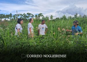 zona-rural-de-artur-nogueira-recebe-mais-de-1-600-mudas-de-especies-nativas-para-a-restauracao-da-biodiversidade-local-correio-nogueirense-capa