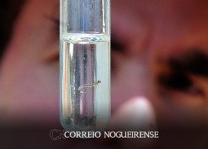 apos-mutirao-agentes-localizam-mais-de-300-possiveis-focos-da-dengue-no-sacilotto-correio-nogueirense