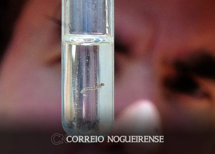 apos-mutirao-agentes-localizam-mais-de-300-possiveis-focos-da-dengue-no-sacilotto-correio-nogueirense