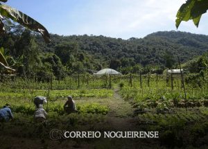 brasil-15-mi-de-hectares-de-imoveis-rurais-se-sobrepoem-a-florestas-correio-nogueirense