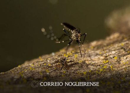 com-288-mil-casos-estado-de-sp-tem-plataforma-sobre-situacao-da-dengue-correio-nogueirense
