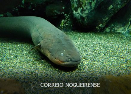 pesquisadores-fazem-expedicao-em-busca-de-peixes-eletricos-na-amazonia-correio-nogueirense