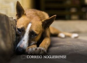 artur-nogueira-e-convocada-a-responder-pesquisa-sobre-caes-e-gatos-de-rua-correio-nogueirense
