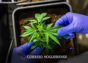 ccj-aprova-pec-que-criminaliza-posse-de-qualquer-quantidade-de-droga-correio-nogueirense