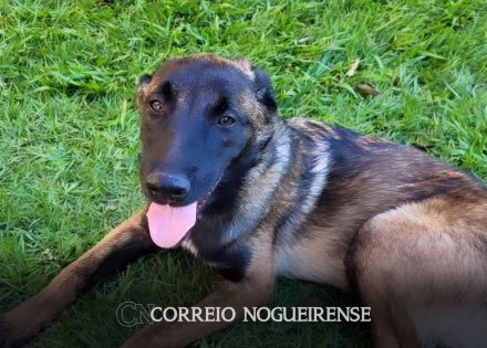 familia-pede-ajuda-para-encontrar-cachorra-perdida-desesperados-correio-nogueirense