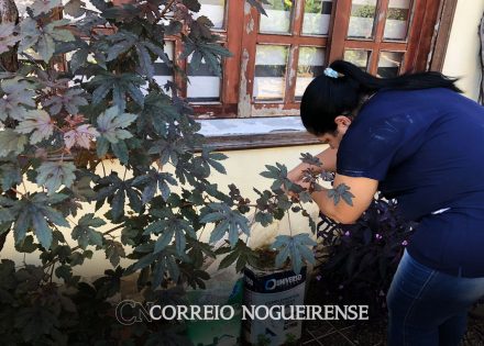 para-eliminar-focos-artur-nogueira-realiza-mutirao-em-mais-5-bairros-neste-sabado-correio-nogueirense