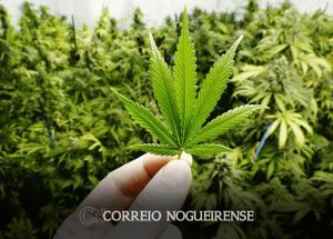 saiba-como-cada-ministro-do-stf-votou-sobre-porte-de-drogas-ate-agora-correio-nogueirense