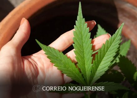 stf-suspende-julgamento-sobre-descriminalizacao-do-porte-de-drogas-correio-nogueirense