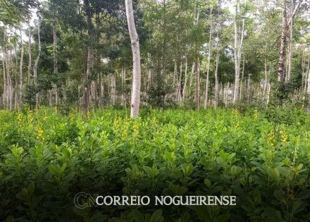brasil-precisa-recuperar-25-milhoes-de-hectares-de-vegetacao-nativa-correio-nogueirense