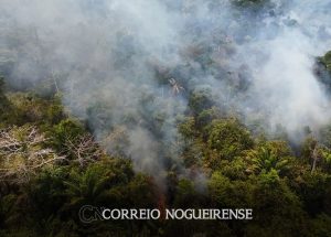 cobertura-florestal-mundial-perde-37-milhoes-de-hectares-em-2023-correio-nogueirense