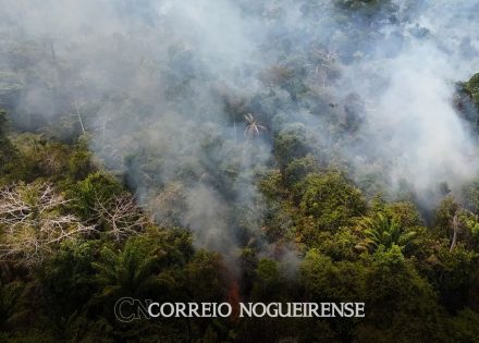 cobertura-florestal-mundial-perde-37-milhoes-de-hectares-em-2023-correio-nogueirense