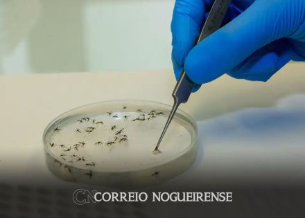 brasil-vai-ampliar-uso-da-bacteria-wolbachia-no-combate-a-dengue-correio-nogueirense