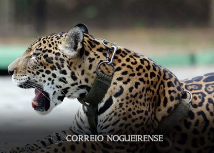 mais-193-especies-em-perigo-tem-mecanismos-de-conservacao-no-brasil-correio-nogueirense