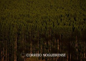 organizacoes-pedem-que-lula-vete-fim-de-licenciamento-de-eucaliptos-correio-nogueirense