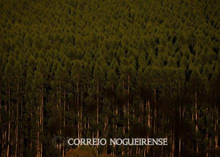 organizacoes-pedem-que-lula-vete-fim-de-licenciamento-de-eucaliptos-correio-nogueirense
