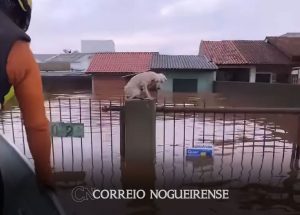 pelo-menos-35-mil-animais-ilhados-pela-chuva-foram-resgatados-no-rs-correio-nogueirense