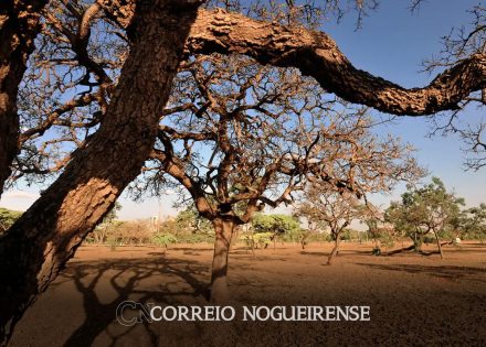 dia-do-meio-ambiente-destaca-acoes-de-enfrentamento-a-desertificacao-correio-nogueirense