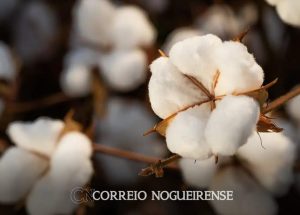 Sem nome (1140 x 815 px)_20240702_091351_0000