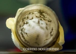 Sem nome (1140 x 815 px)_20240703_091332_0000