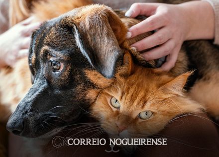 lei-que-garante-bem-estar-de-caes-e-gatos-em-artur-nogueira-e-sancionada-correio-nogueirense