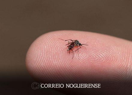 brasil-se-aproxima-de-5-mil-mortes-por-dengue-em-2024-correio-nogueirense