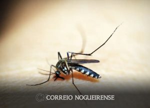 brasil-tem-254-mil-casos-de-chikungunya-doenca-matou-161-este-ano-correio-nogueirense