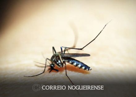 brasil-tem-254-mil-casos-de-chikungunya-doenca-matou-161-este-ano-correio-nogueirense
